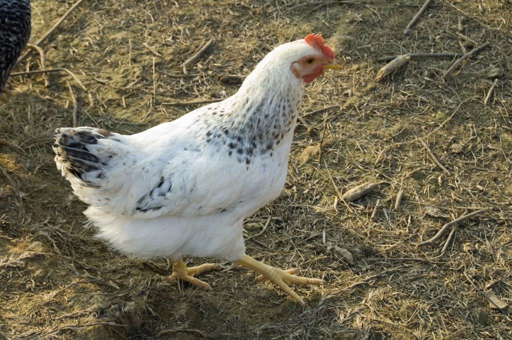 Kura 1szt.