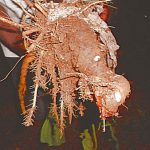 Makabo 1kg